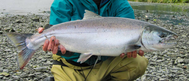 istock Silver salmon caught on Kodiak Island, Alaska 1480408873