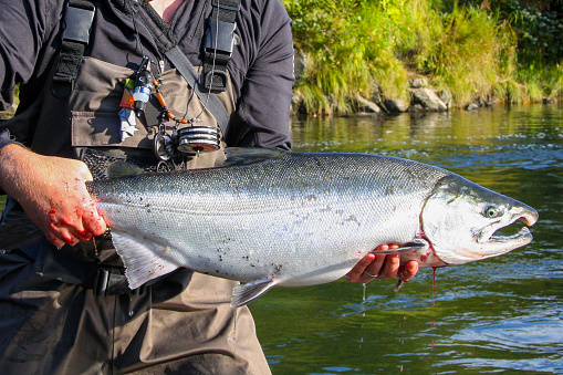 Fly fishing for coho salmon in Alaska