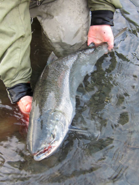 istock Silver salmon caught on Kodiak Island, Alaska 1480408893