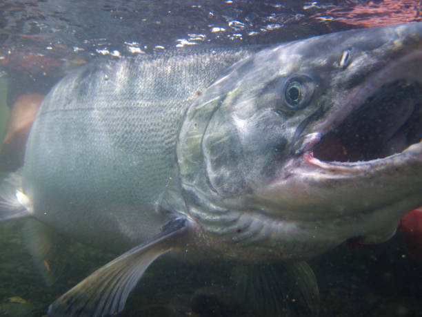 istock Silver salmon caught on Kodiak Island, Alaska 1480408929