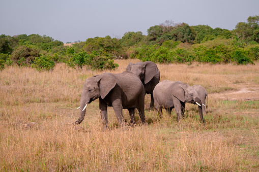 Family of elephants grazing in the savannah of the Masai Mara reserve in Kenya, Africa
