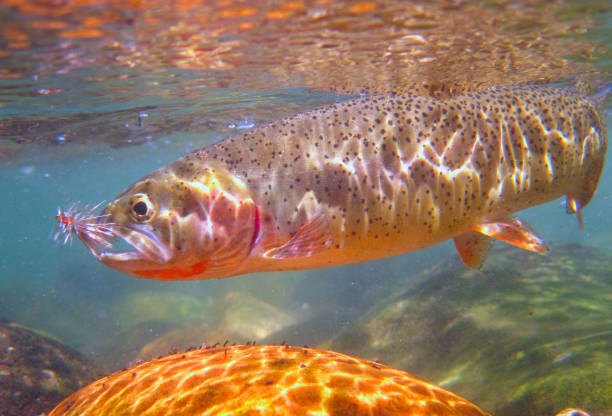 unterwasseraufnahme einer wilden westhang-cutthroat-forelle, die in idaho gefangen wurde - cutthroat trout stock-fotos und bilder