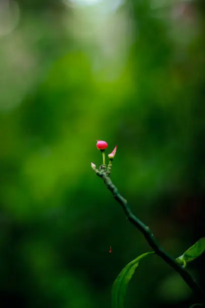 Euphorbia tithymaloides also called as redbird flower, slipper flower, devil's-backbone, red slipper spurge, redbird cactus, slipper plant, fiddle flower,buck-thorn,Selective focus and blur background with noise artifacts.