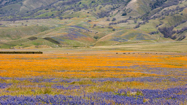 istock Super bloom in California 1480411468