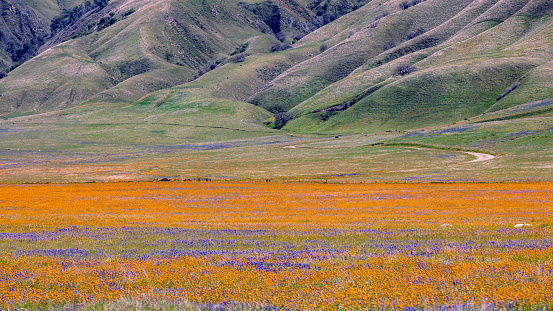 During the springtime in California, the hillsides burst with vibrant colors from wild flowers, creating a stunning super bloom that attracts visitors from all over the world.