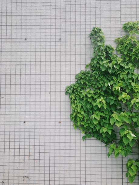 istock Background.  Concept.  Green leaves on a concrete background 1480412807