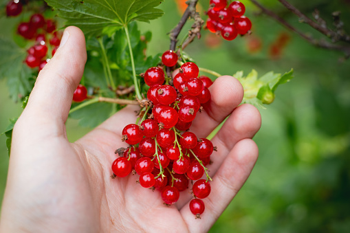 bunch of red currants berries in palm (hand)