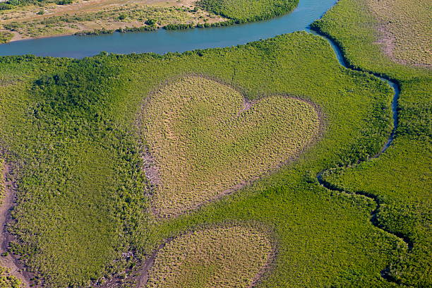 An aerial view of a heart shape in the green countryside Heart-Shaped Mangrove, Voh, New Caledonia. Aerial view new caledonia photos stock pictures, royalty-free photos & images