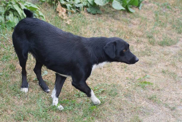 istock a one big black dog stands on the ground 1480418079