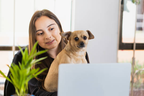 istock Young woman trying to work on her laptop while holding her pet, front view 1480419783
