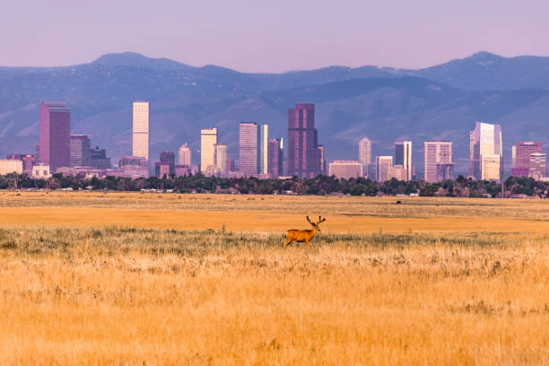 istock Mile High City 1480419793