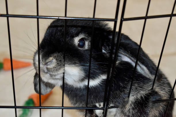 istock Funny silly cute bunny rabbit in cage with carrots 1480419938