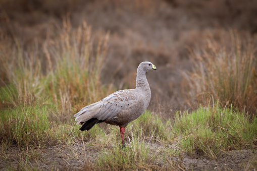 Cape Barren Goose foraging in the wild on the South Australian coast