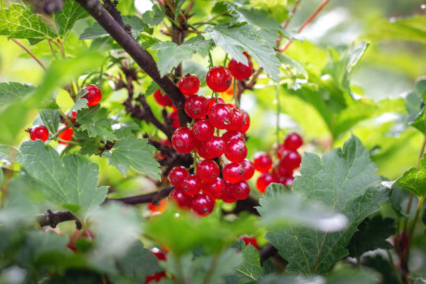 bunch of red currant  berries stock photo