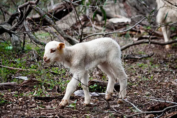 view of a newborn sheep lost on the vegetation.