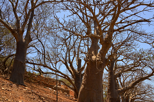 Gorée Island, Dakar, Senegal: the local Alley of the Baobabs, Chemin de Charrois Street, going down from Castel Hill to the town.