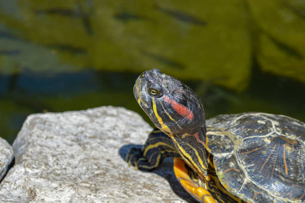 istock Turtle poking its head upwards at zoo in Rome 1480424618