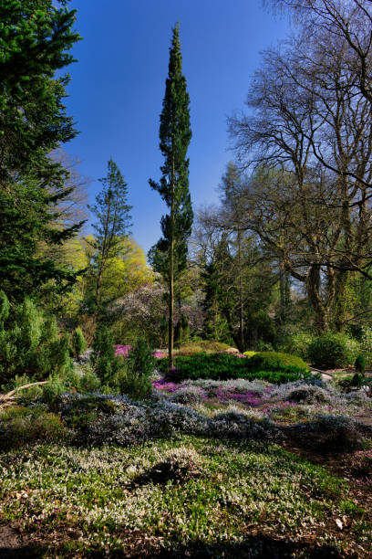 heather and flowering trees in the forest botanical garden in cologne on a sunny spring day