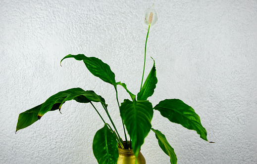 White plant on white background