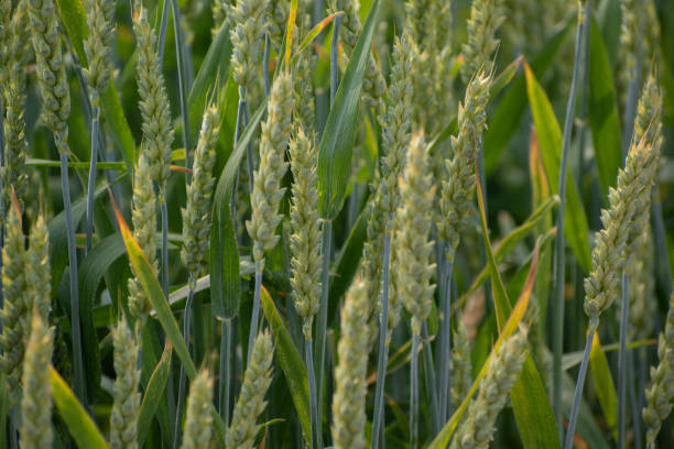 istock Close-up of green wheat ears 1480432764
