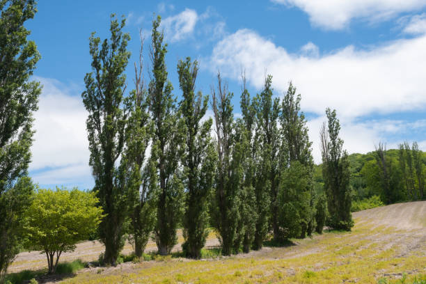 istock Fresh green poplar trees in summer 1480432858