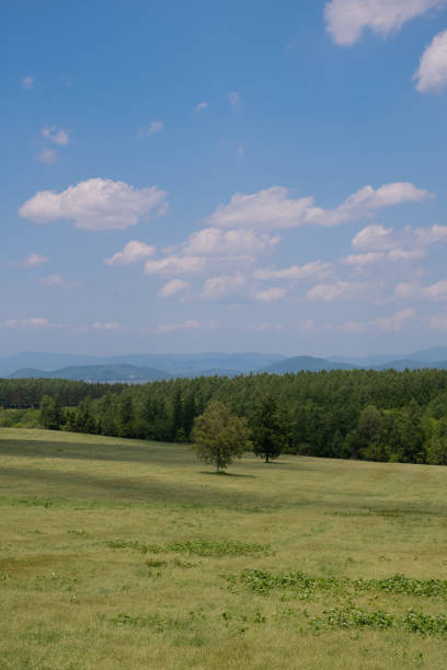 istock Birch standing in a meadow in early summer 1480433056