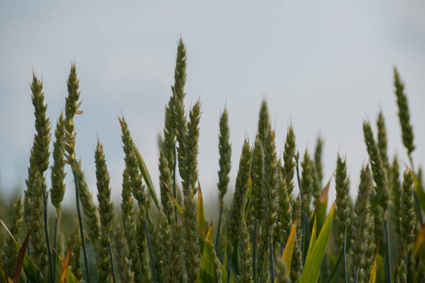 istock Close-up of green wheat ears 1480433134