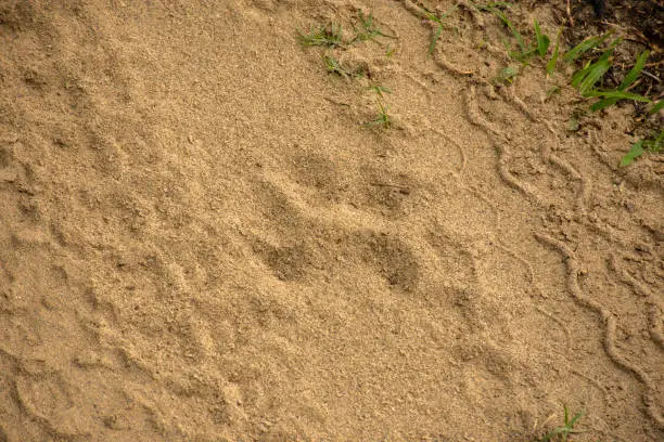 Photo of Tiger pug marks in the morning on a sandy road trail on a safari at Kaziranga National Park.