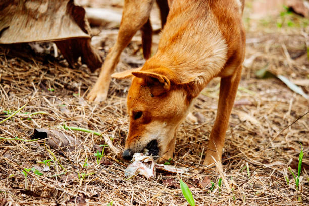 istock hungry homeless dog 1480433978