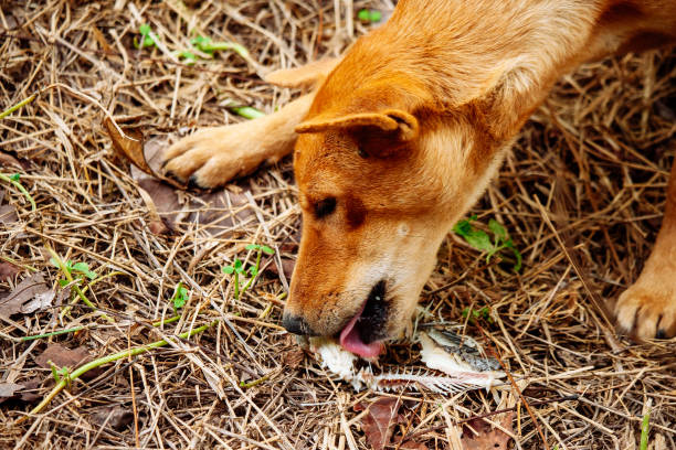 istock hungry homeless dog 1480434611