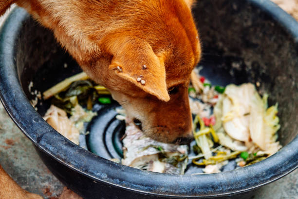 istock hungry homeless dog 1480434684