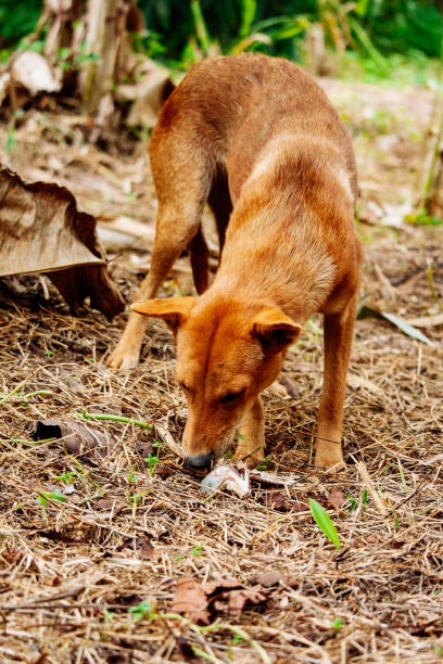 istock hungry homeless dog 1480434704
