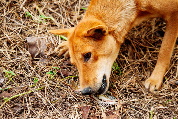 istock hungry homeless dog 1480434777