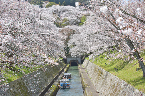 Cherry Blossoms along the Lake Biwa Canal