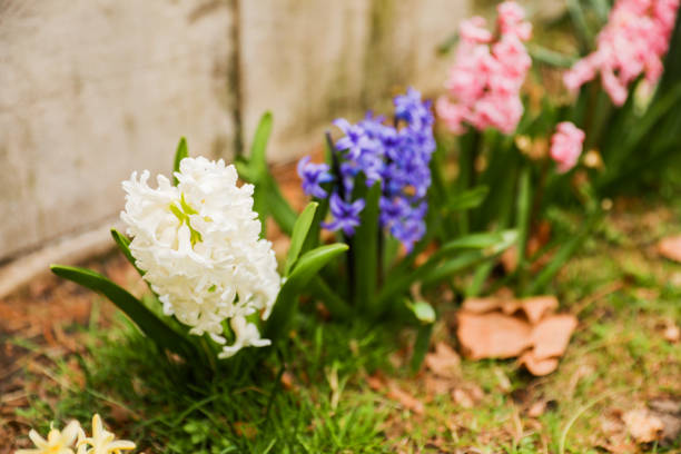 colorful flowers during springtime represents new beginnings, growth, and renewal. The various colors symbolize different emotions and ideas such as happiness, love, gratitude, and appreciation