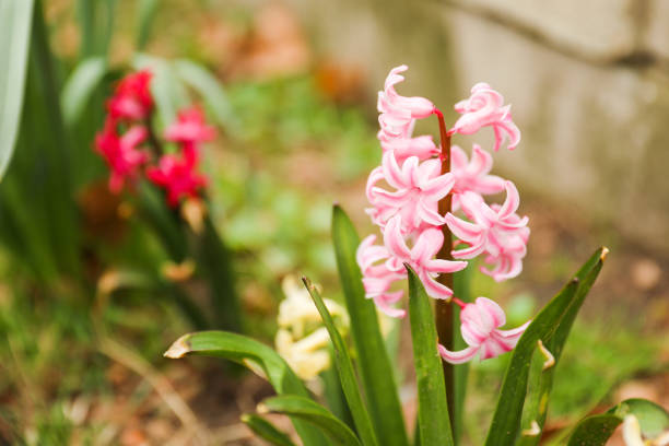 colorful flowers during springtime represents new beginnings, growth, and renewal. The various colors symbolize different emotions and ideas such as happiness, love, gratitude, and appreciation
