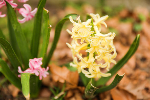Pink hyacinth flowers macro detail isolated on pastel soft pink background