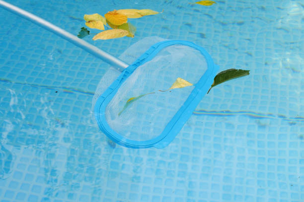 istock Cleaning a swimming pool with a mesh skimmer . The long net cleans colored leaves off surface of the water 1480439689