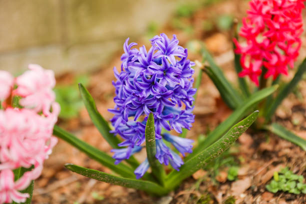 colorful flowers during springtime represents new beginnings, growth, and renewal. The various colors symbolize different emotions and ideas such as happiness, love, gratitude, and appreciation