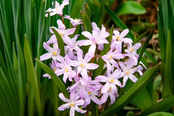 Pink Chionodoxa Lucilia in early spring in the garden close up