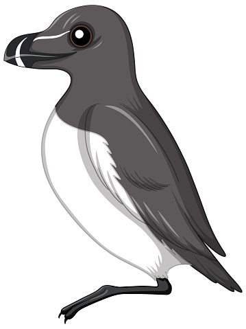 Razorbill bird isolated on white background illustration