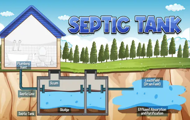 Vector illustration of Septic tank system diagram