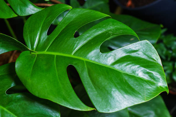 Green leaves of monstera or monstera deliciosa in dark colors, rainforest Green leaves of monstera or monstera deliciosa in dark colors, rainforest background or green deciduous patterns for. Leaf on home plant monstera green. cheese plant stock pictures, royalty-free photos & images