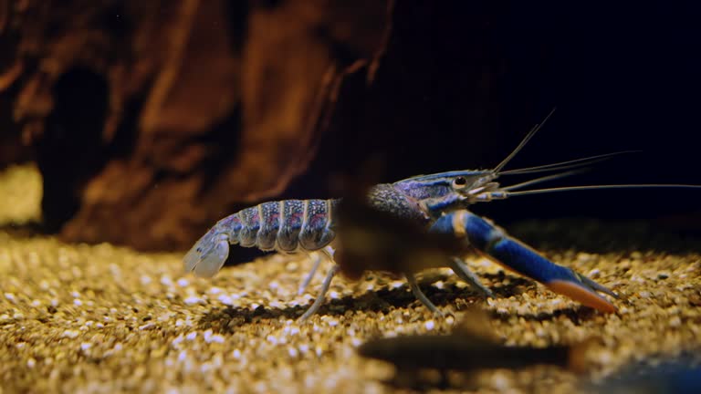 Electric blue lobster at sea bottom. Underwater crayfish inhabitant.Tropical sea bottom.