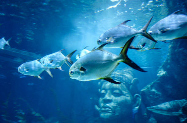 istock under Pattaya Thailand sea 1480445999