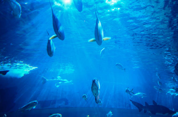 istock under Pattaya Thailand sea 1480446645