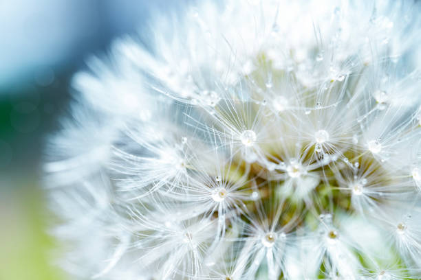 Dandelion Blowball Close-Up