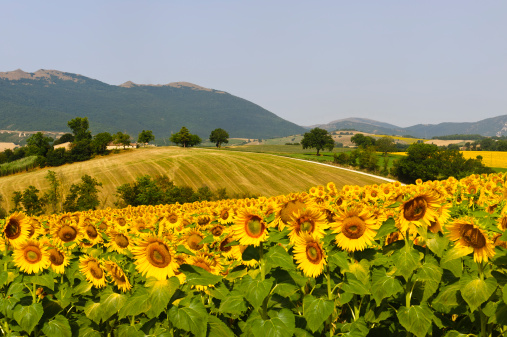 Marches (Italy), near Fabriano: landscape at summer with sunflowers