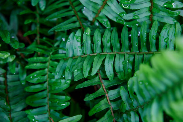 istock Fern leaves with water drops in garden 1480450031