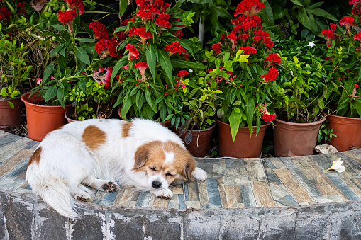 Little dog sleeping on flowery backyard.